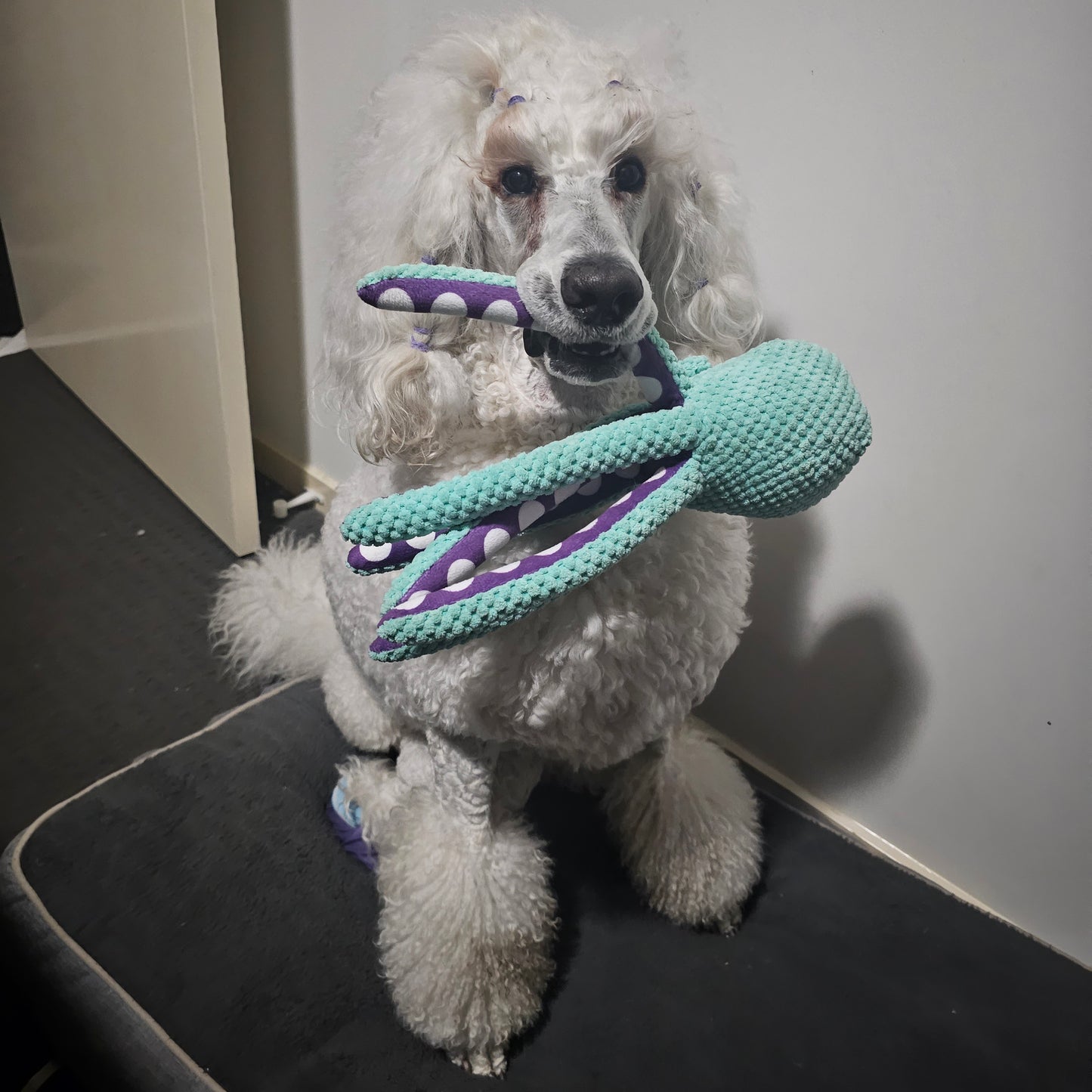 Dog holding octopus dog toy