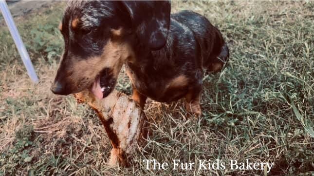 Australian Emu Pelvis dog treat, slowly air dried in a HACCP, Safe Food & FDA accredited facility, chemical free, high protein, lean novel protein, supports joint and dental health.