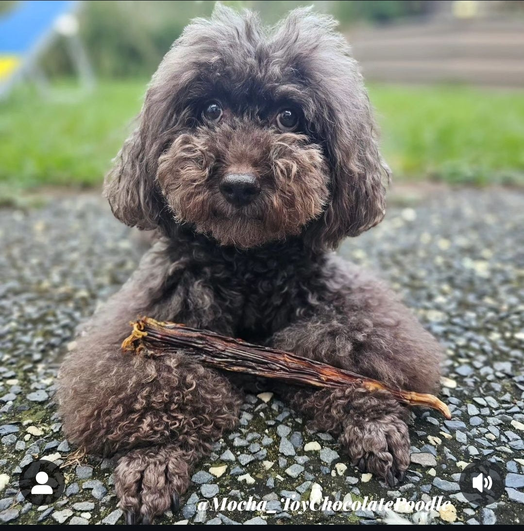 Mocha_ToyChocolatePoodle with Australian Kangaroo Tail Tips dog treat, slowly air dried in a HACCP, Safe Food & FDA accredited facility, chemical free, high protein, lean, promotes dental health.