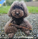 Mocha_ToyChocolatePoodle with Australian Kangaroo Tail Tips dog treat, slowly air dried in a HACCP, Safe Food & FDA accredited facility, chemical free, high protein, lean, promotes dental health.