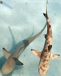 Shark Scrolls