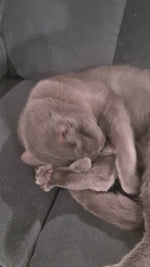 Nip Sticks
