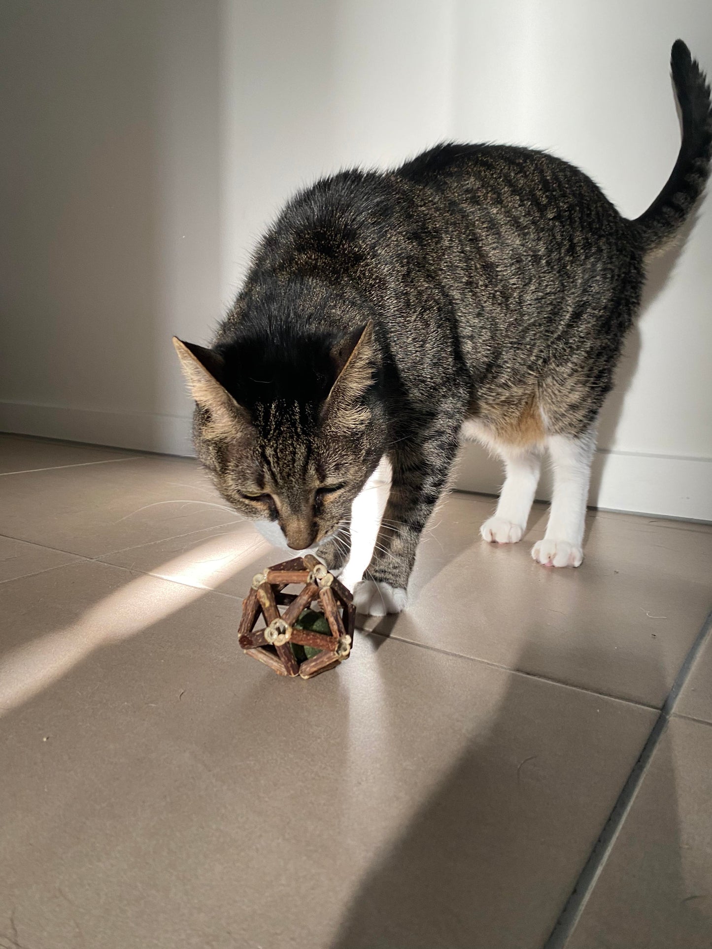 Meow Ball