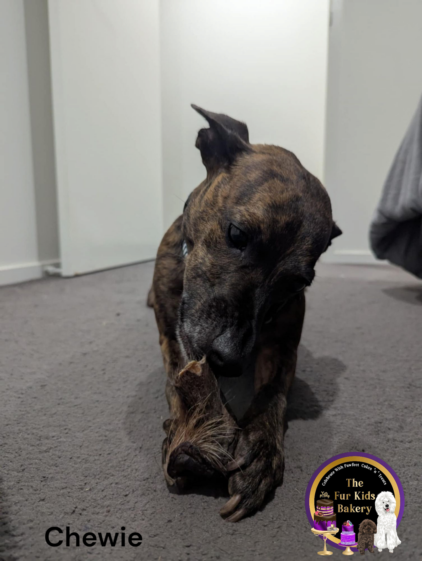 Australian Wild Boar Ears with fur dog treat, slowly air dried in a HACCP, Safe Food & FDA accredited facility, chemical free, high protein, natural dewormer, supports dental health.