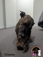 Australian Wild Boar Ears with fur dog treat, slowly air dried in a HACCP, Safe Food & FDA accredited facility, chemical free, high protein, natural dewormer, supports dental health.