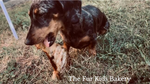 Australian Emu Pelvis dog treat, slowly air dried in a HACCP, Safe Food & FDA accredited facility, chemical free, high protein, lean novel protein, supports joint and dental health.

