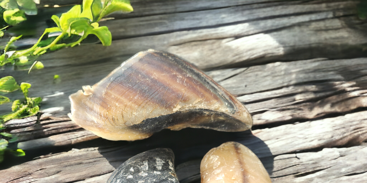 Cow Hooves – The Fur Kids Bakery