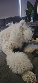 Cow Ear Fur On (Without scroll)