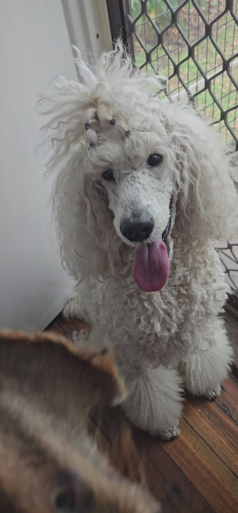 Cow Ear Fur On (Without scroll)