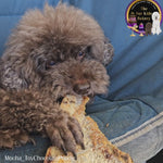 Australian Emu Pelvis dog treat, slowly air dried in a HACCP, Safe Food & FDA accredited facility, chemical free, high protein, lean novel protein, supports joint and dog dental health.

