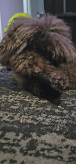 Cow Ear Fur On (Without scroll)