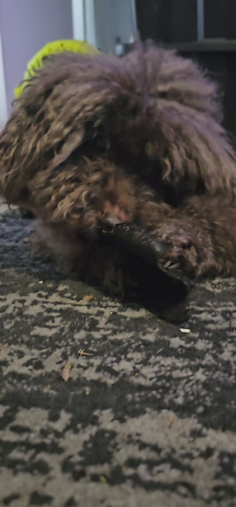 Cow Ear Fur On (Without scroll)