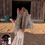 Cow Ear Fur On (Without scroll)